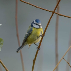 Redwell   27 1 2017   D3s (106 Of 369).jpg